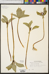 Trillium recurvatum image