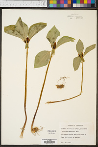 Trillium recurvatum image