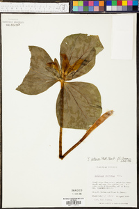 Trillium luteum image