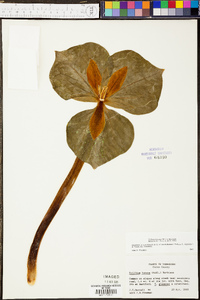 Trillium luteum image