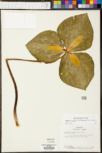 Trillium luteum image