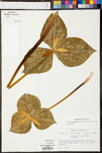 Trillium luteum image