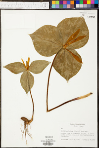 Trillium luteum image