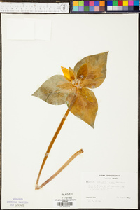 Trillium luteum image