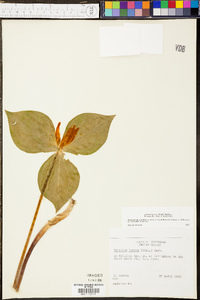 Trillium luteum image
