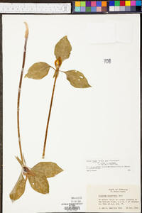 Trillium recurvatum image