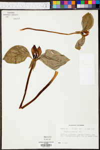 Trillium recurvatum image