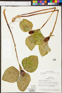 Trillium recurvatum image