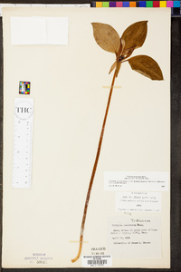 Trillium recurvatum image