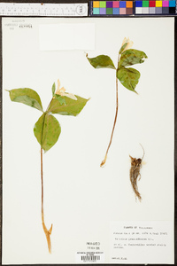 Trillium grandiflorum image