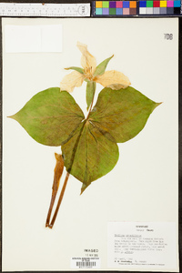 Trillium grandiflorum image