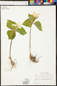 Trillium grandiflorum image