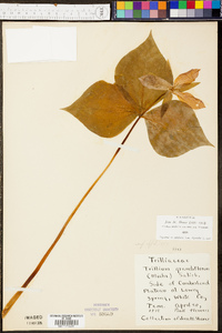 Trillium grandiflorum image