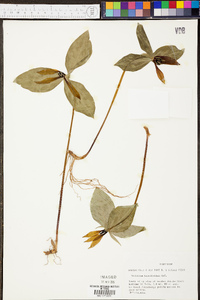 Trillium lancifolium image