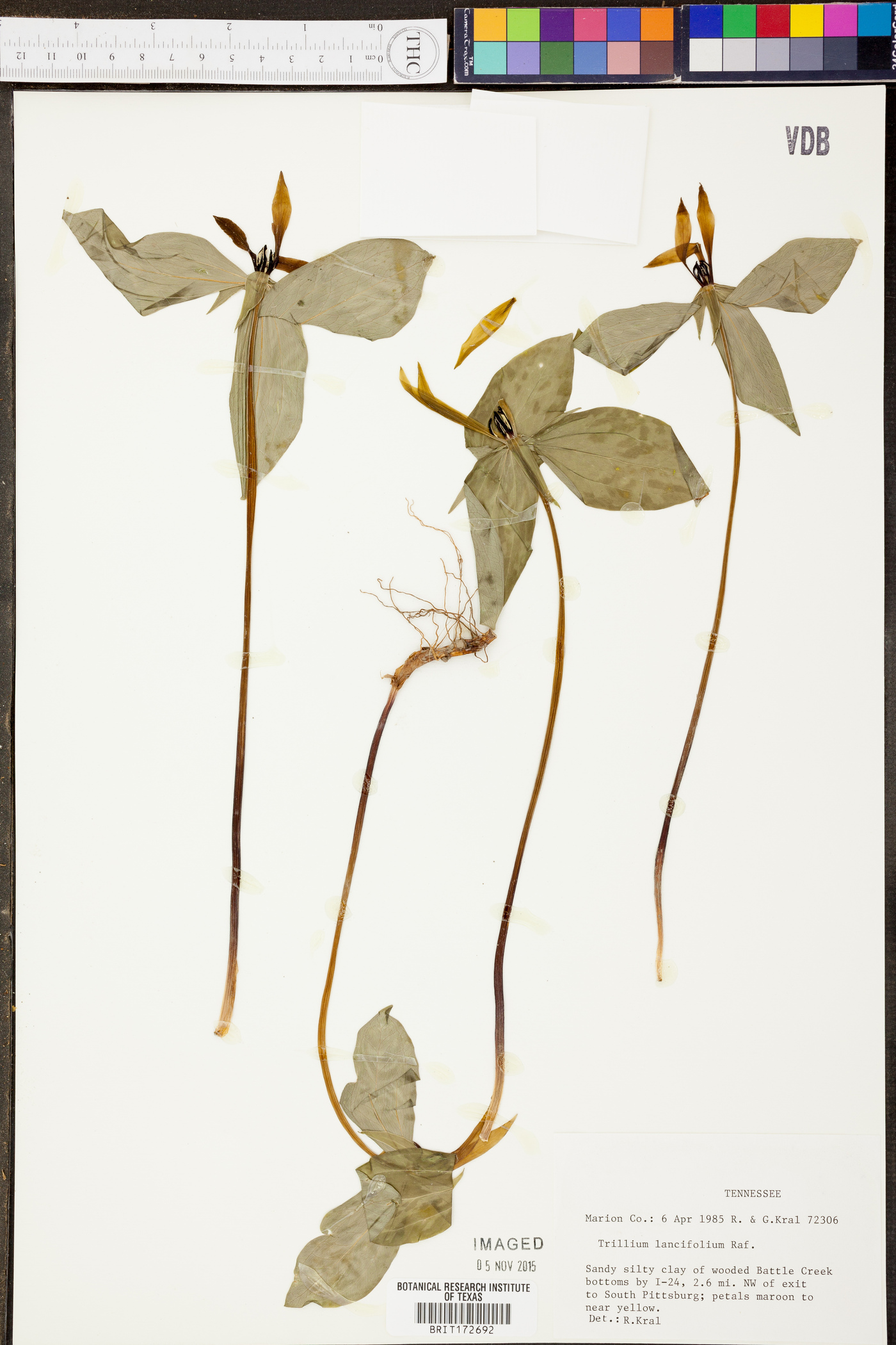 Trillium lancifolium image