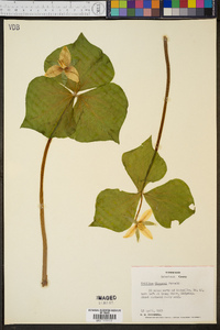 Trillium flexipes image