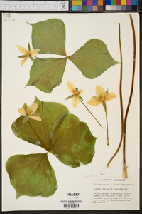 Trillium flexipes image