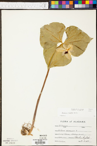 Trillium rugelii image