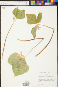 Trillium rugelii image