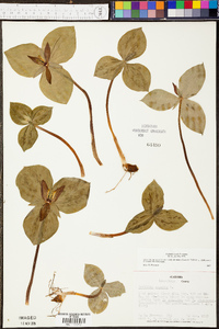 Trillium sessile image