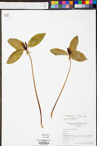 Trillium recurvatum image