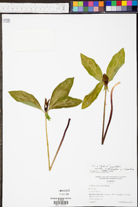 Trillium recurvatum image