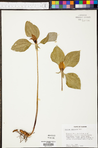 Trillium recurvatum image