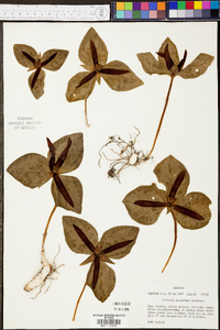 Trillium decumbens image