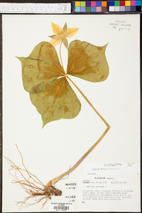 Trillium flexipes image