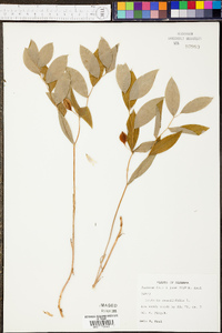 Uvularia sessilifolia image