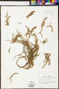 Mayaca aubletii image