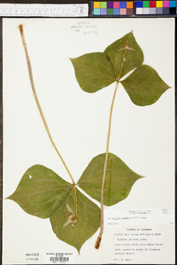 Trillium flexipes image