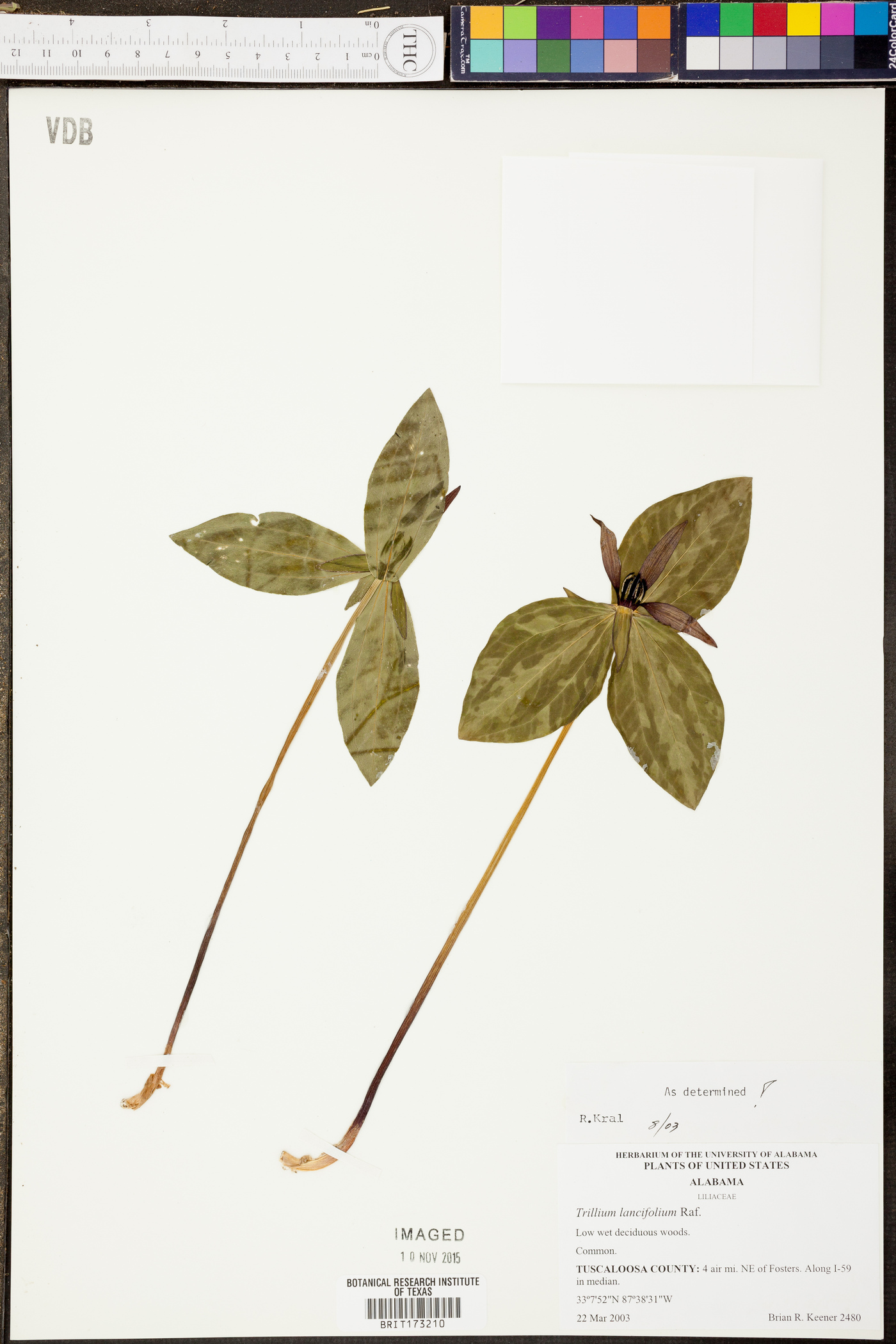 Trillium lancifolium image
