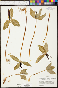 Trillium lancifolium image