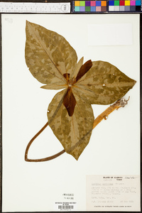 Trillium decipiens image