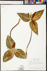 Trillium decipiens image