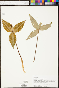 Trillium decipiens image