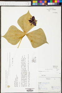 Trillium sulcatum image