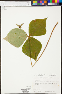 Trillium sulcatum image