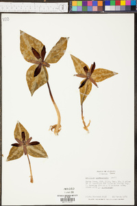 Trillium underwoodii image