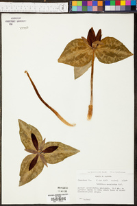 Trillium underwoodii image