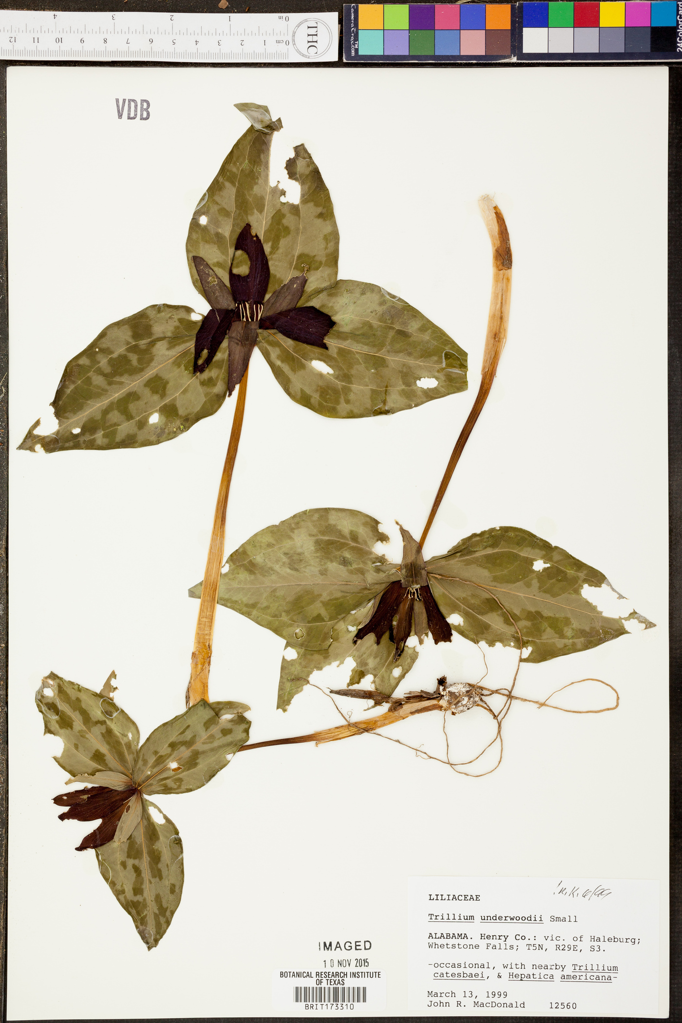 Trillium underwoodii image