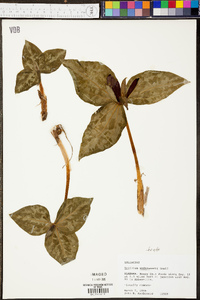 Trillium underwoodii image