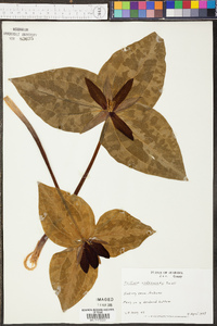 Trillium underwoodii image