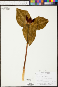 Trillium underwoodii image