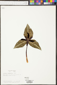 Trillium underwoodii image