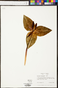 Trillium underwoodii image