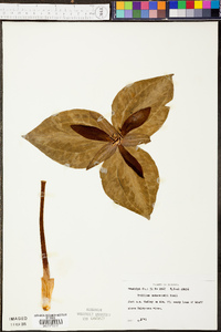 Trillium underwoodii image