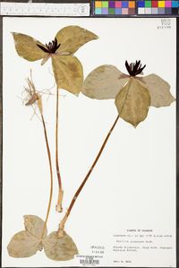 Trillium stamineum image