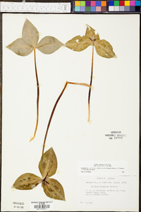 Trillium stamineum image